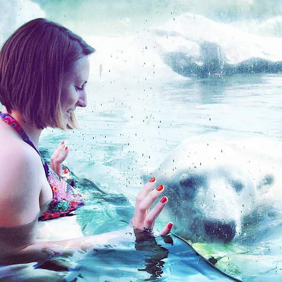 شنا در استخر خرس های قطبی
