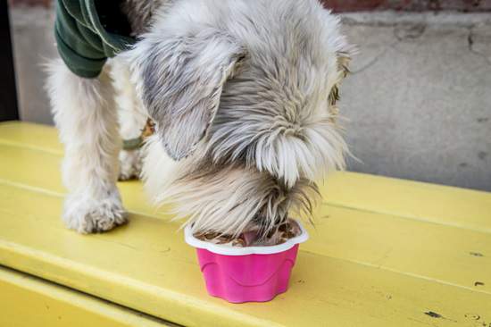 تورنتو | اولین کافه سگ ها، بزودی در تورنتو