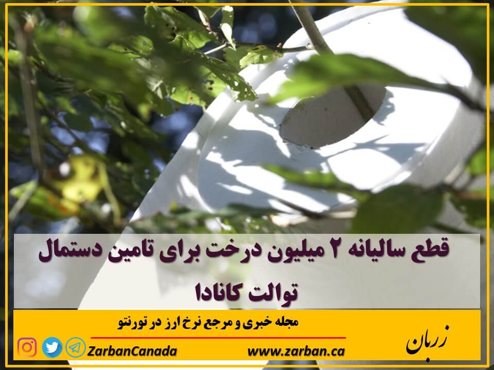 زندگی در تورنتو | قطع سالیانه 2 میلیون درخت برای تامین دستمال توالت کانادا
