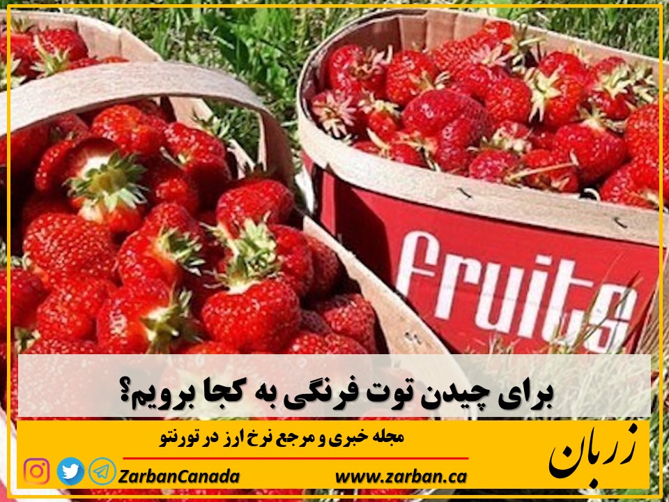 جاذبه گردشگری تورنتو | برای چیدن توت فرنگی به کجا میتوان رفت