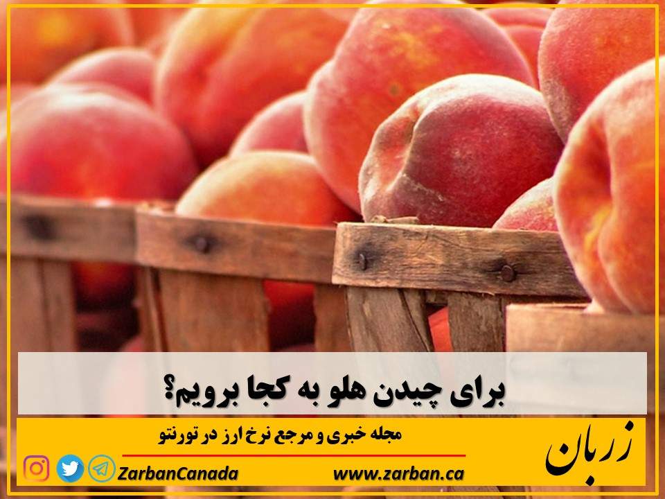 جاذبه گردشگری تورنتو | برای چیدن هلو به چه مکانهای در اطراف تورنتو میتوان رفت؟