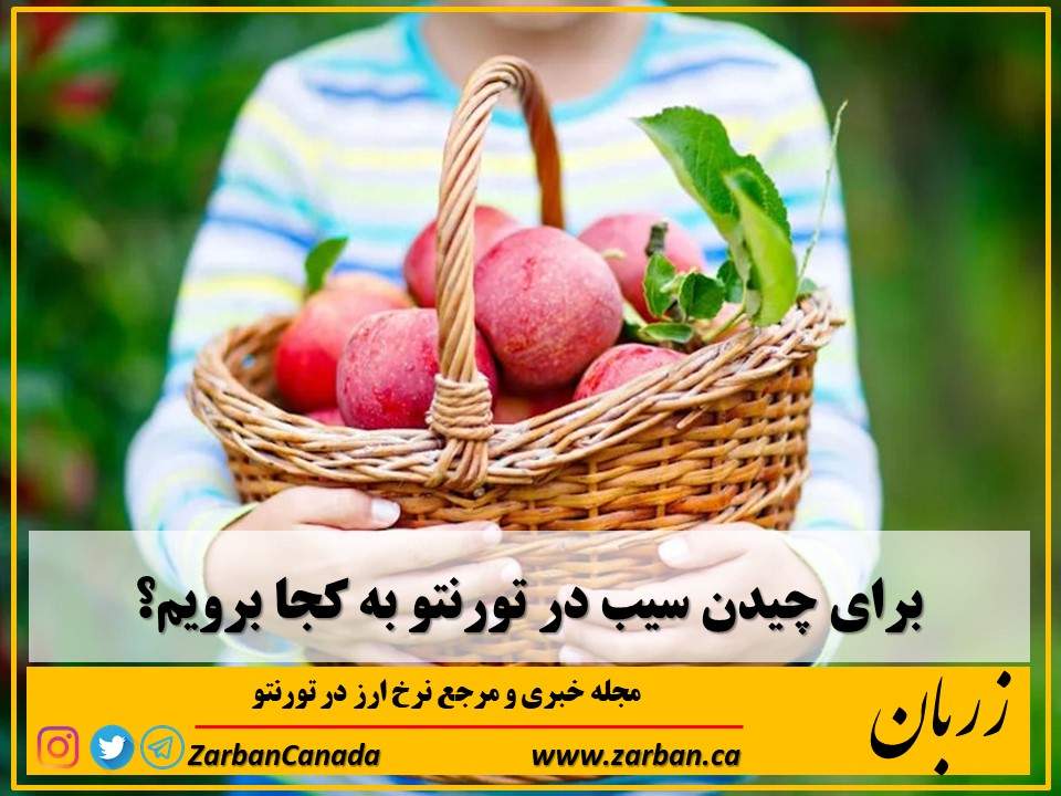 جاذبه گردشگری تورنتو | برای چیدن سیب در تورنتو به کجا برویم