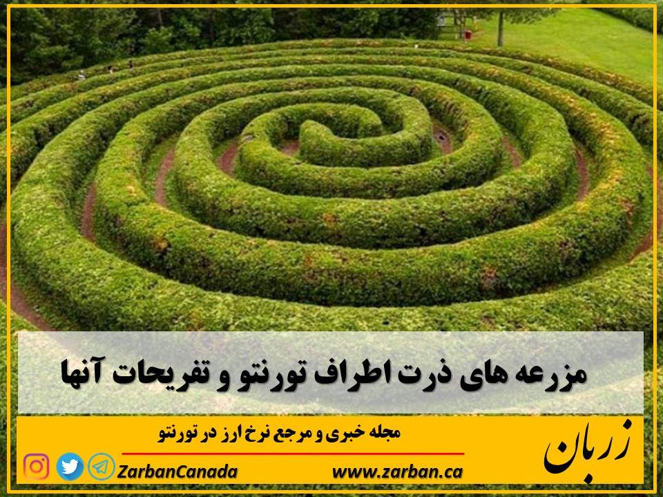 جاذبه گردشگری تورنتو | مزرعه های ذرت اطراف تورنتو تفریحات آنها
