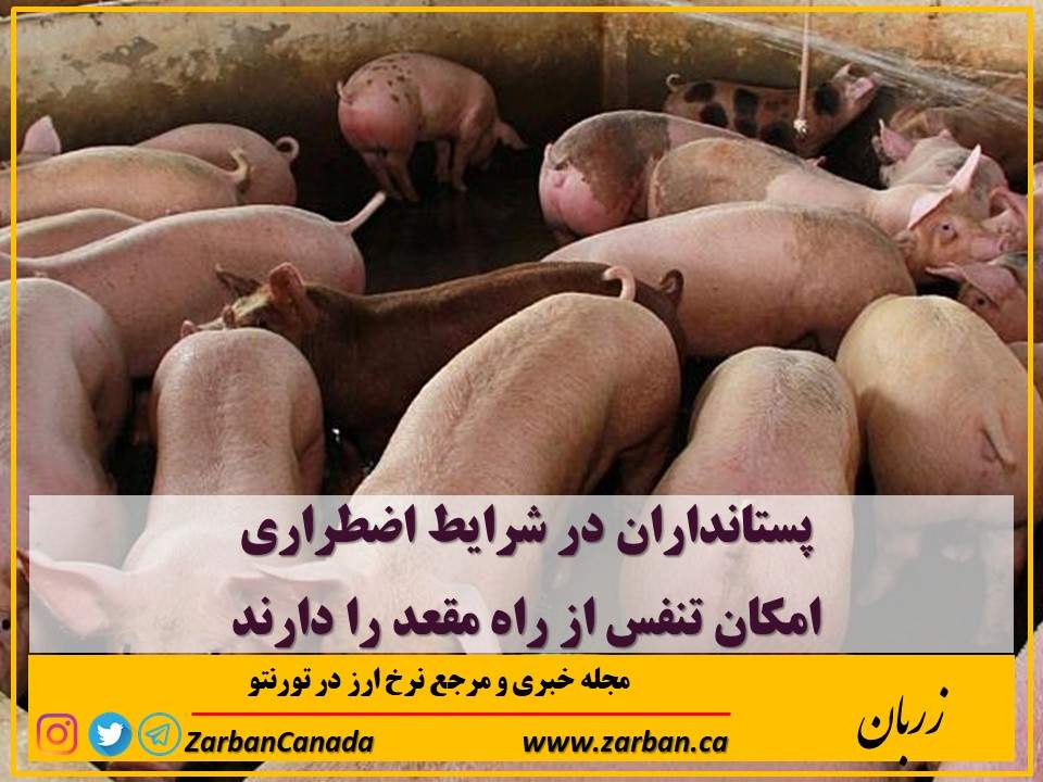 مطالب سایرسایتها | پستانداران در شرایط اضطراری امکان تنفس از مقعد را دارند