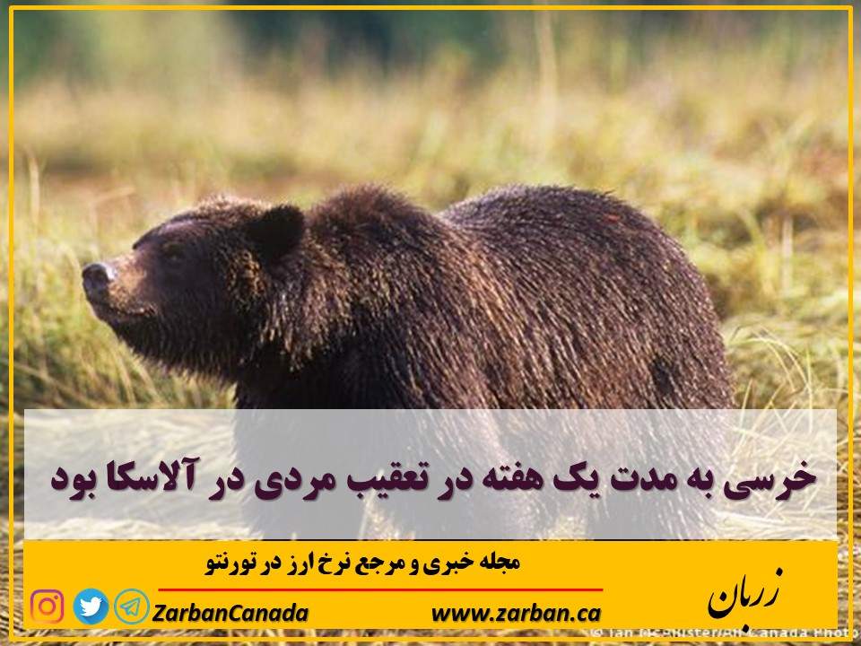 مطالب سایرسایتها | خرسی به مدت یک هفته در تعقیب مردی در آلاسکا بود