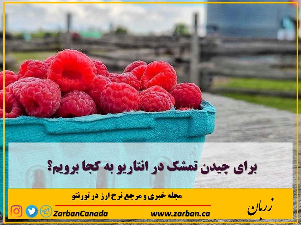 تورنتو | برای چیدن تمشک در انتاریو به کجا برویم؟