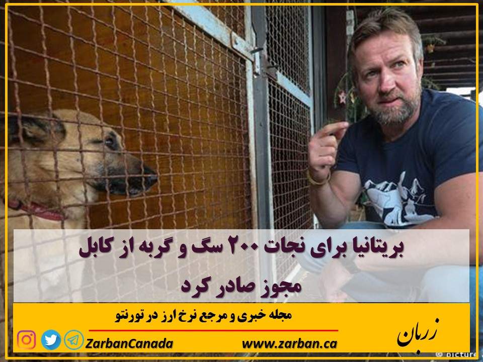 مطالب سایرسایتها | بریتانیا برای نجات ۲۰۰ سگ و گربه از کابل مجوز صادر کرد