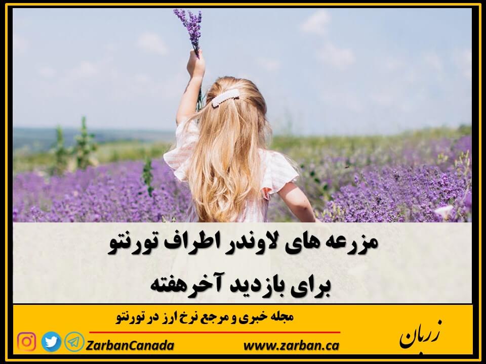بازدید آخرهفته از برخی مزرعه های لاوندر در اطراف تورنتو
